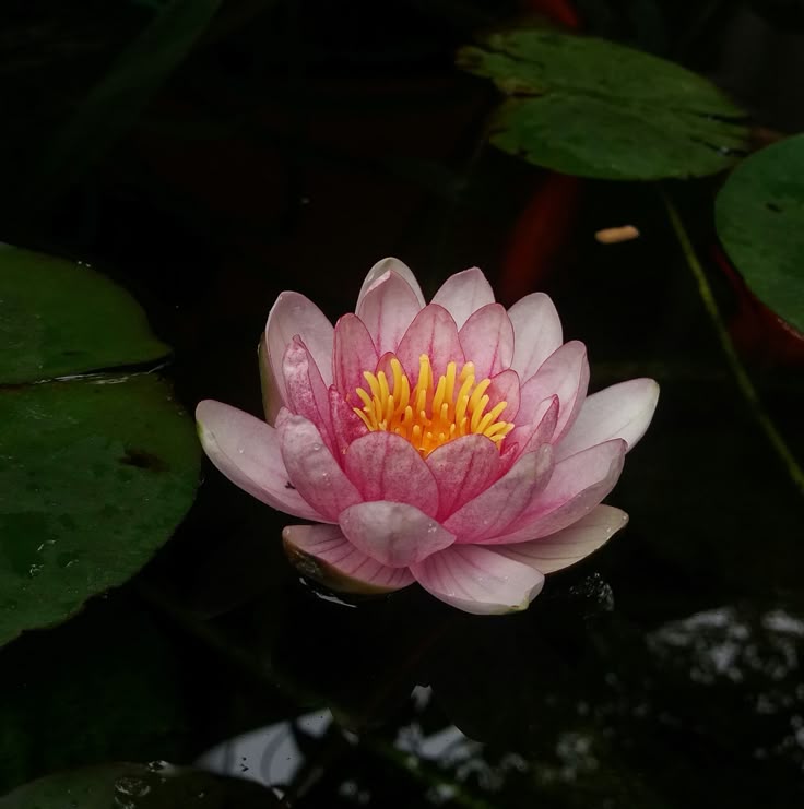 Flor de Loto